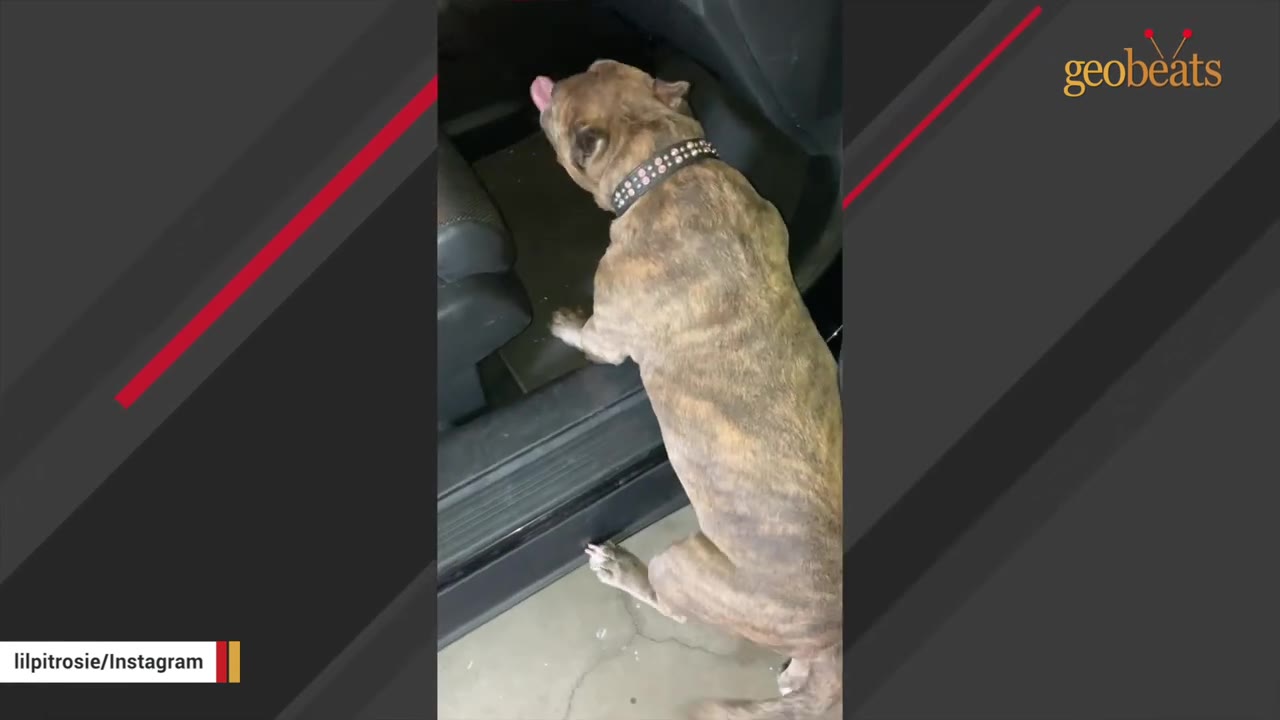A brindle pit bull wearing a studded collar slowly climbs into the passenger side of a car.