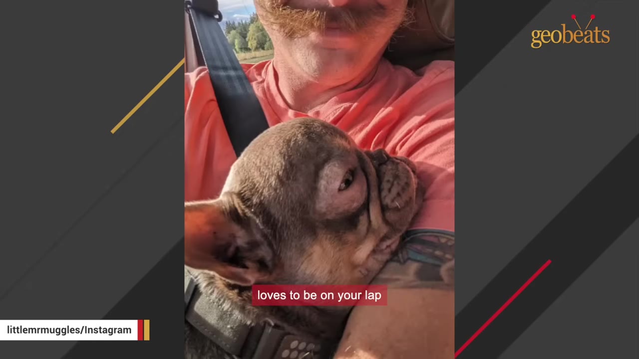 A small brown French Bulldog cuddles closely against a man's chest while riding in a car.