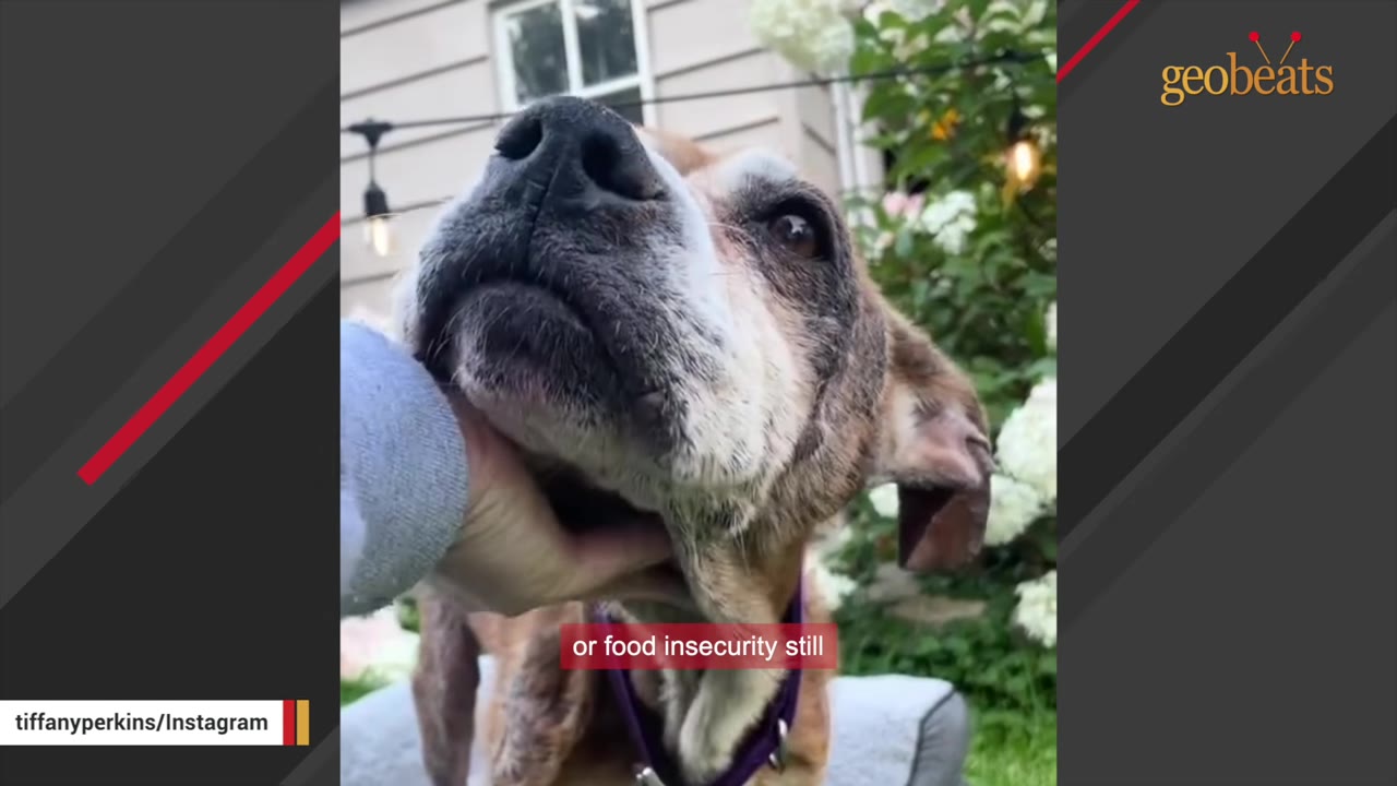 A close-up of a brown and white dog looking up as a hand gently scratches under its chin, with a subtitle that reads 'or food insecurity still'.