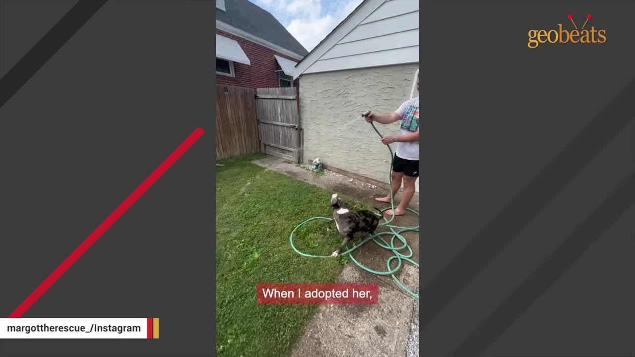 A person sprays water from a garden hose towards a speckled black and white dog standing in a grassy backyard next to a coiled green hose.