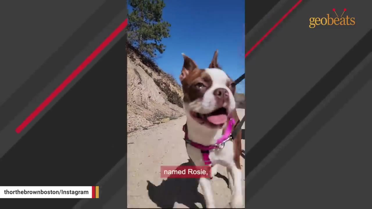 A brown and white Boston Terrier wearing a pink harness walks on a leash outdoors on a sunny day.