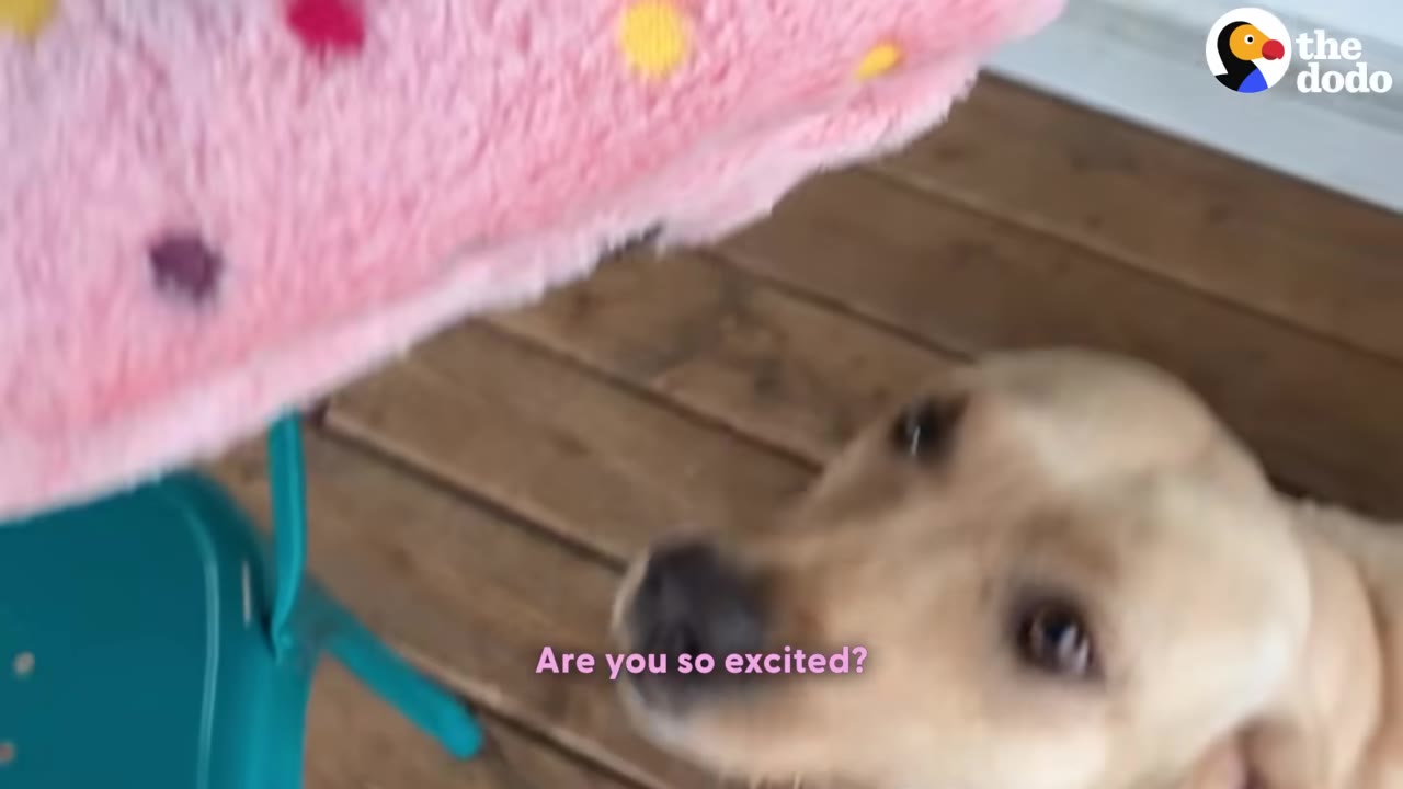 A light-colored dog looks up excitedly at a pink, fuzzy blanket with colorful spots.