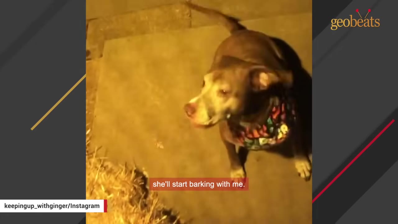 A brown dog wearing a colorful patterned bandana looks up attentively on a paved surface at night.
