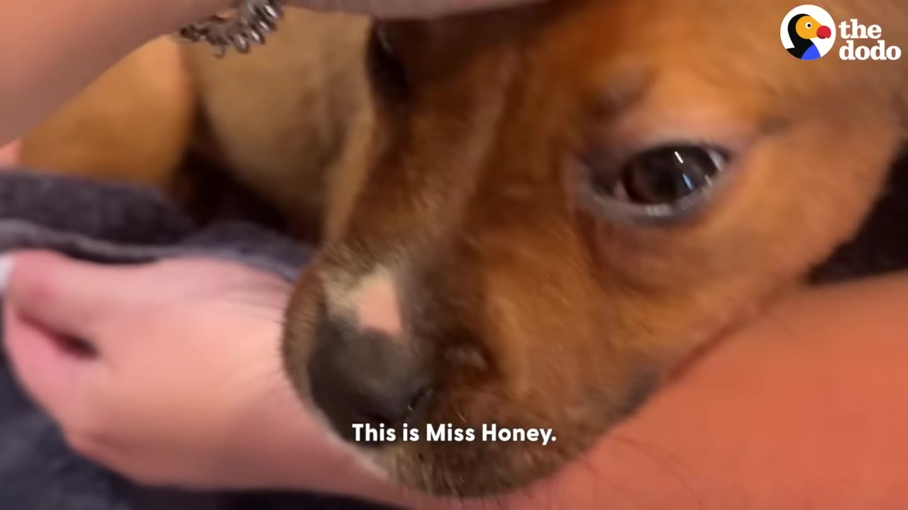A close-up of a small brown puppy's face being gently held in a person's hands, with the text 'This is Miss Honey.' on the screen.