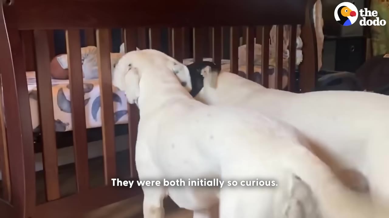 Two white dogs stand on their hind legs to peer through the wooden slats of a crib at a sleeping baby.