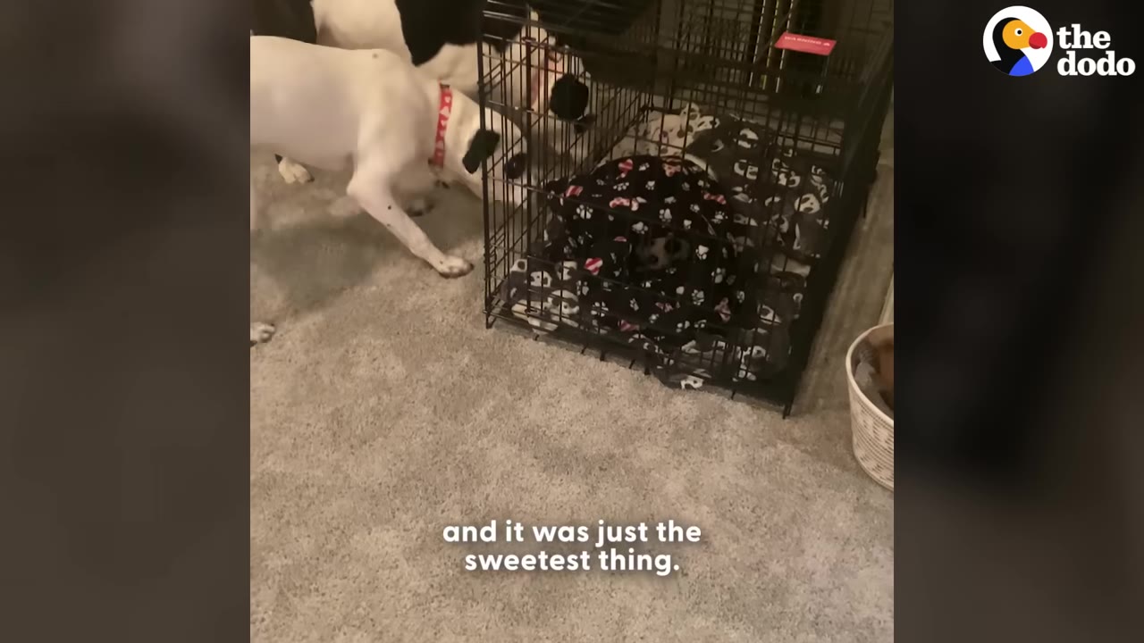 Two large white and black dogs sniff a wire crate on a carpeted floor containing a small puppy wrapped in a black and white patterned blanket.