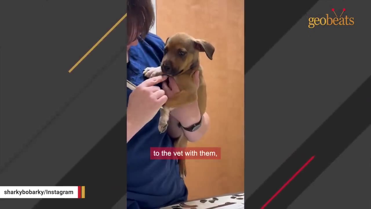 A veterinary staff member in blue scrubs holds a small brown puppy and gently examines its mouth.