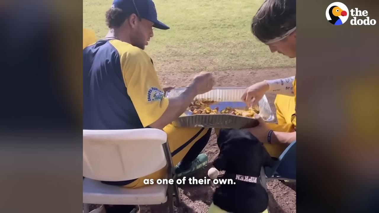 A black dog named Ripken sits on the ground looking up at two baseball players in yellow and blue uniforms who are sharing a large tray of nachos.