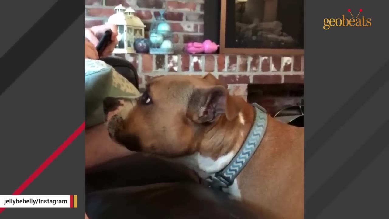A brown and white dog with a collar looks up intently at a person sitting next to it.