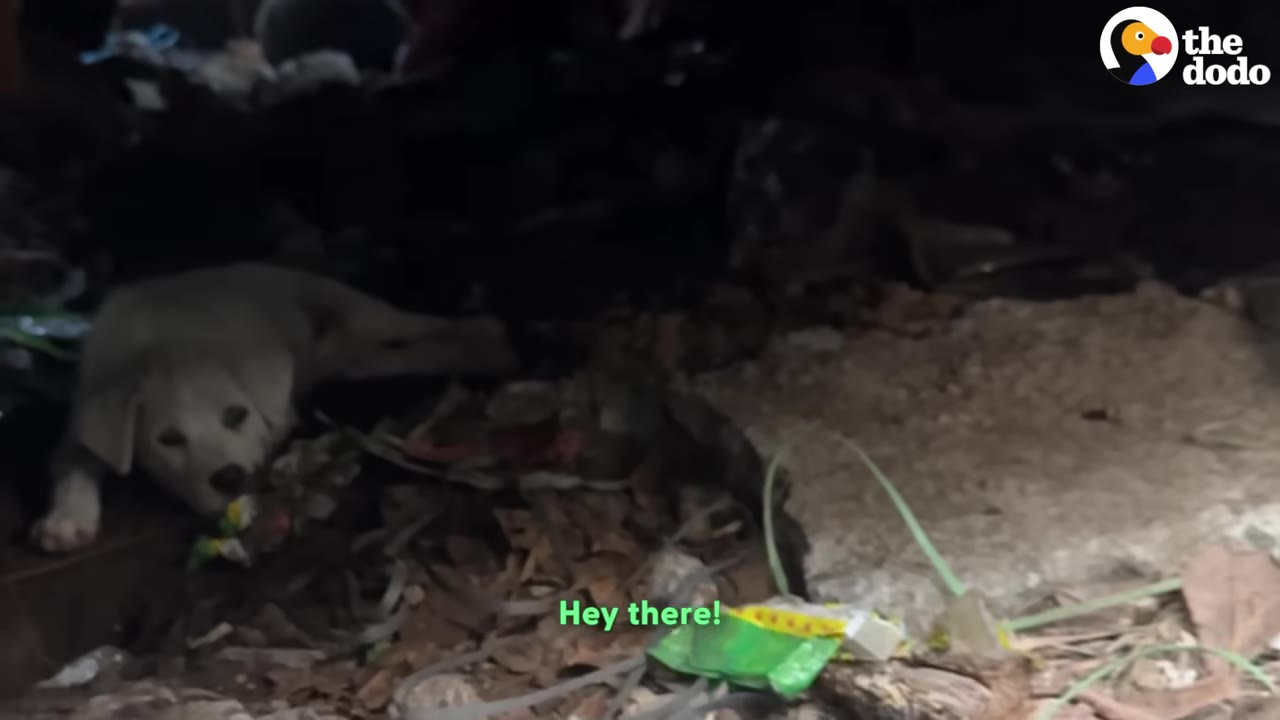 A small white puppy lies in a dark, cluttered space under a structure, looking towards the camera.