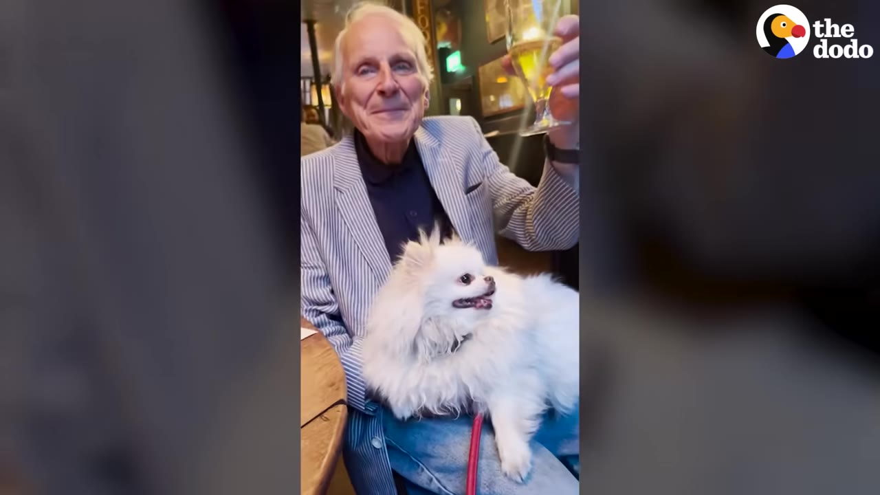 A smiling elderly man in a striped blazer sits at a table holding up a glass of beer, with a fluffy white Pomeranian dog sitting on his lap.