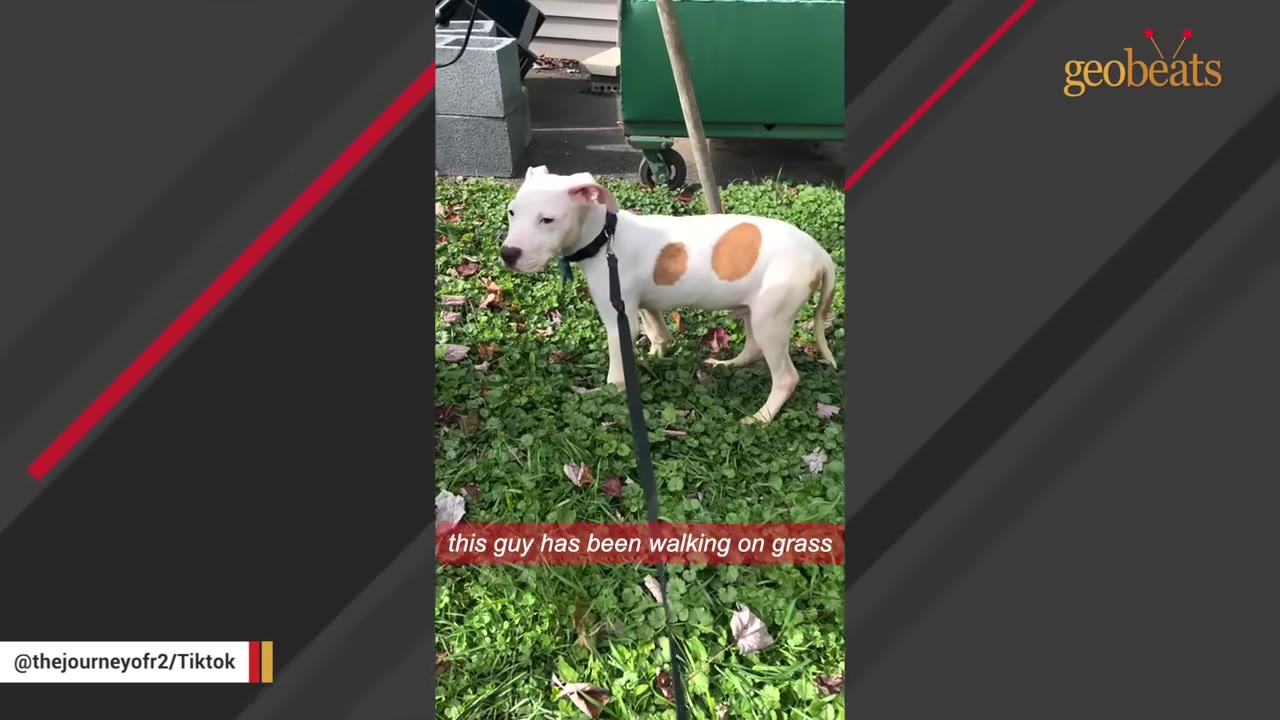 A white puppy with brown spots on its side stands on a green lawn with a black leash attached to its collar.