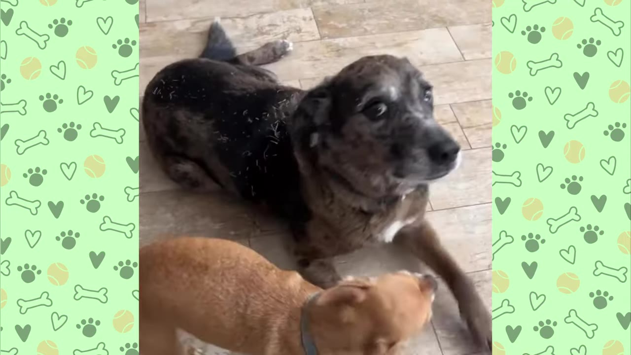A larger brindle dog lies on a tiled floor looking up while a smaller tan dog stands in the foreground.