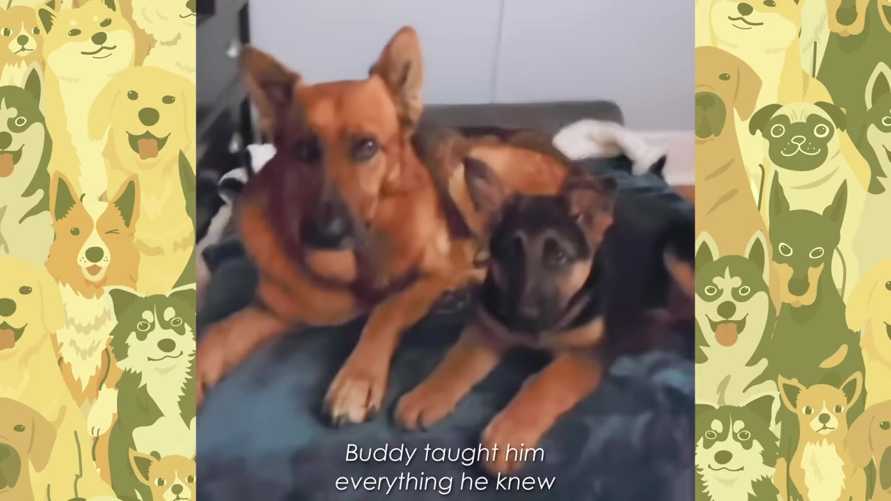 An adult German Shepherd and a German Shepherd puppy lie side-by-side on a bed, looking forward.