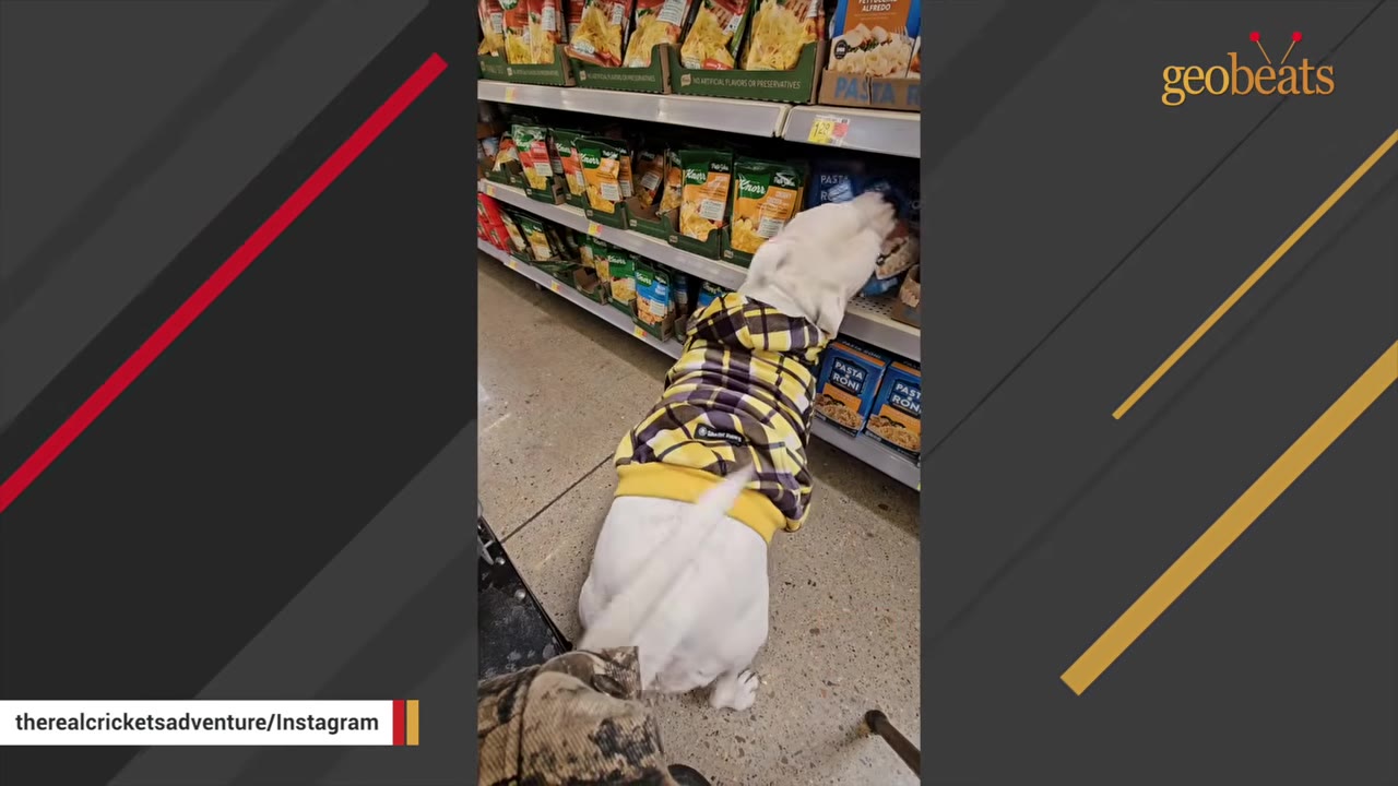 A white dog wearing a yellow and black plaid sweater reaches up to grab an item from a grocery store shelf.