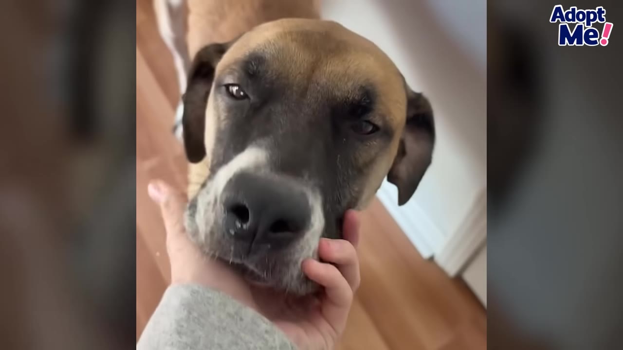 A close-up of a tan and black dog with a white muzzle being gently petted under the chin by a person's hand.