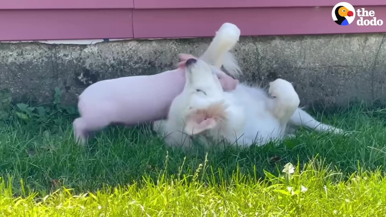 A small pink piglet playfully nudges a fluffy white dog rolling on its back in the green grass.