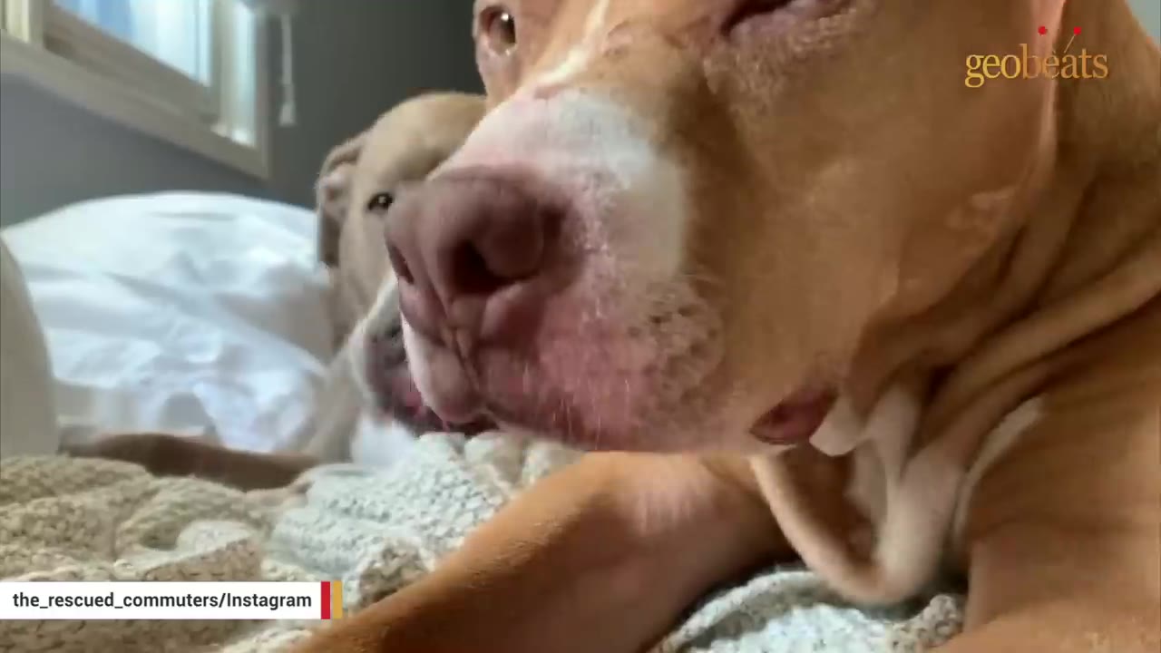 A close-up shot of a tan and white dog resting on a bed next to another dog in the background.