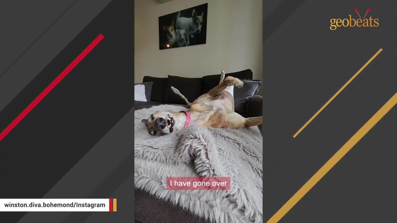 A brindle greyhound lies upside down on a fluffy grey blanket on a couch, with her legs sticking up in the air and a silly grin showing her teeth.
