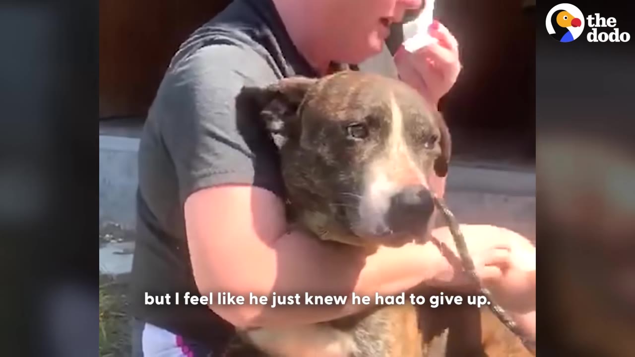A brindle dog with a white stripe on its snout is held gently in a person's arms, looking calm and tired.