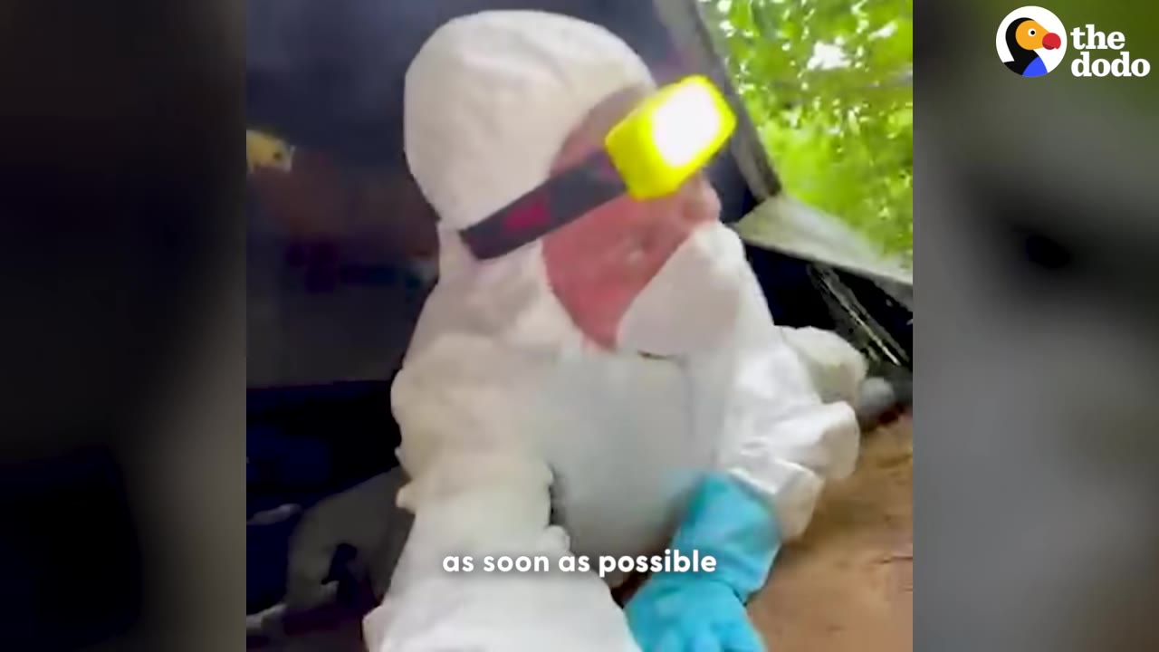A rescuer wearing a white protective suit, face mask, and headlamp crawls into a crawlspace to rescue puppies.