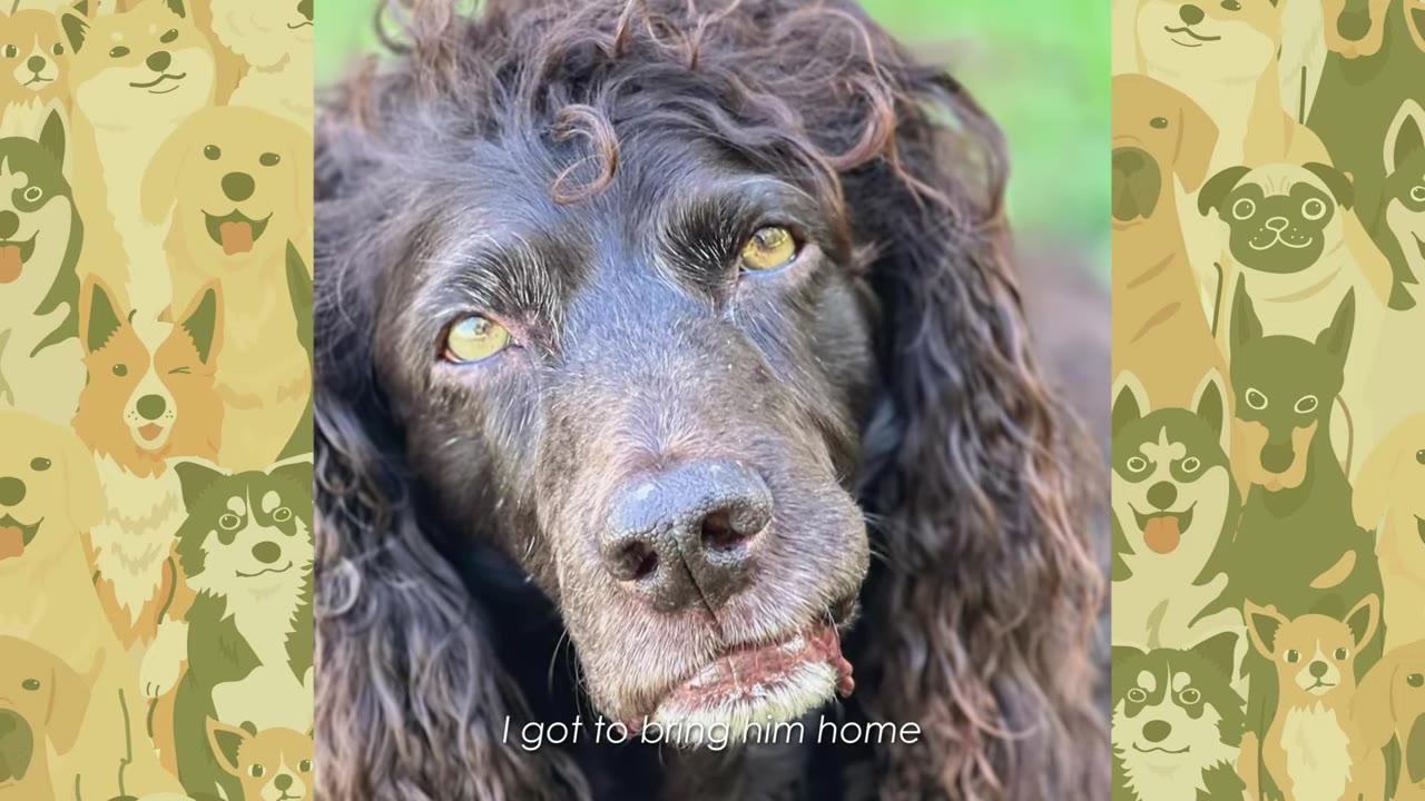 A close-up portrait of a brown, curly-haired dog looking up with light-colored eyes, with the text 'I got to bring him home' overlaid at the bottom.