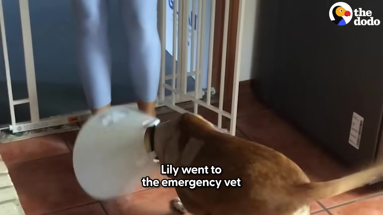 A brown dog wearing a white protective cone collar stands indoors near a person's legs, with text overlay reading 'Lily went to the emergency vet'.