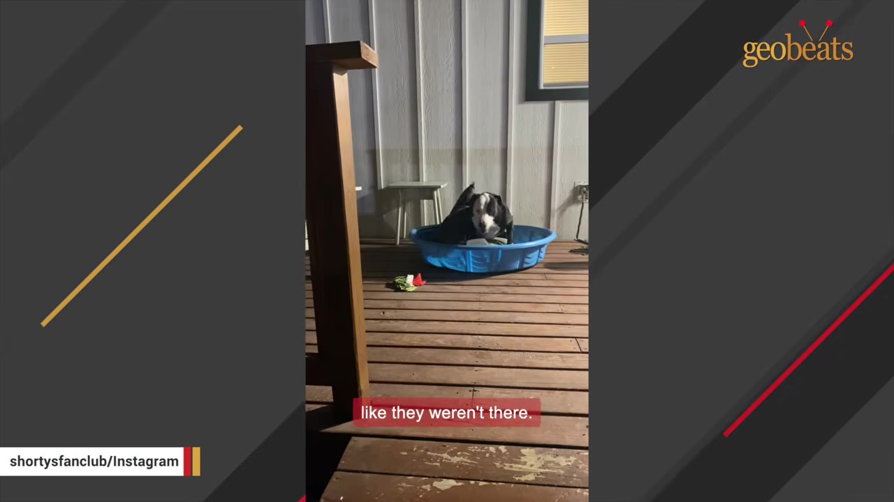 A black and white dog sits inside a small blue plastic kiddie pool on a wooden deck, looking toward the camera.