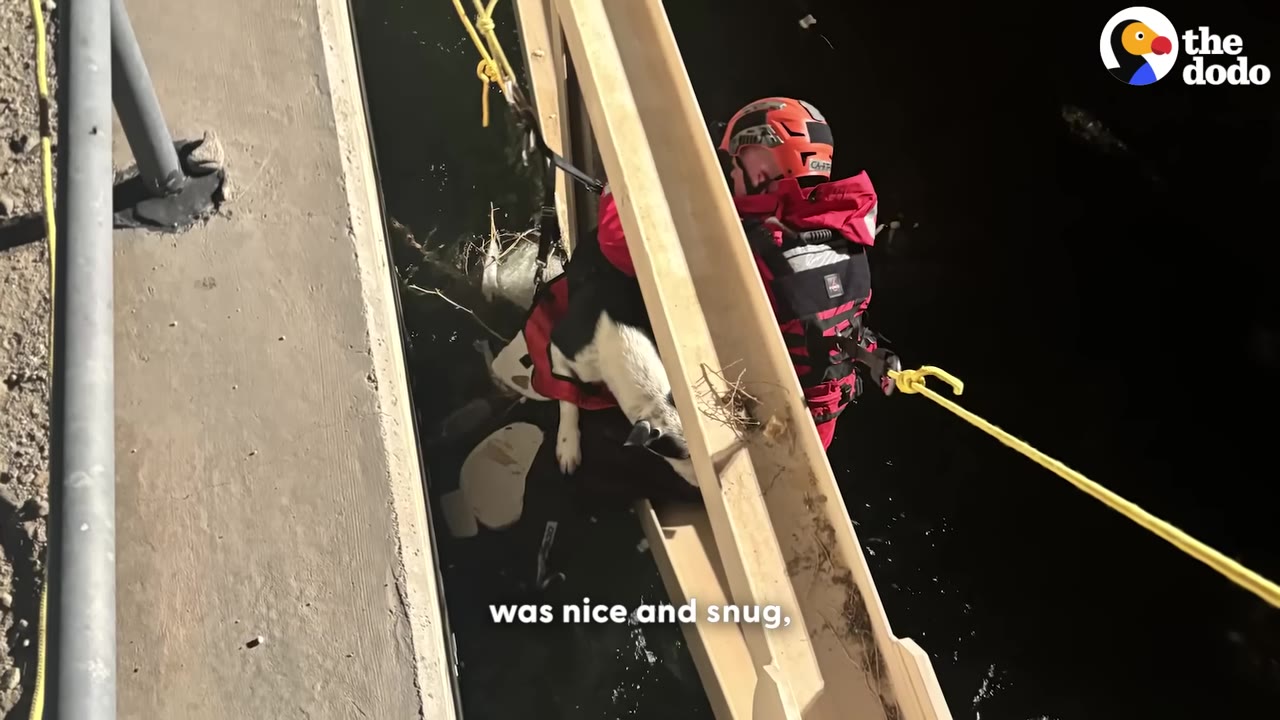 A black and white dog is secured in a red specialty harness next to a rescuer wearing a red suit and helmet.
