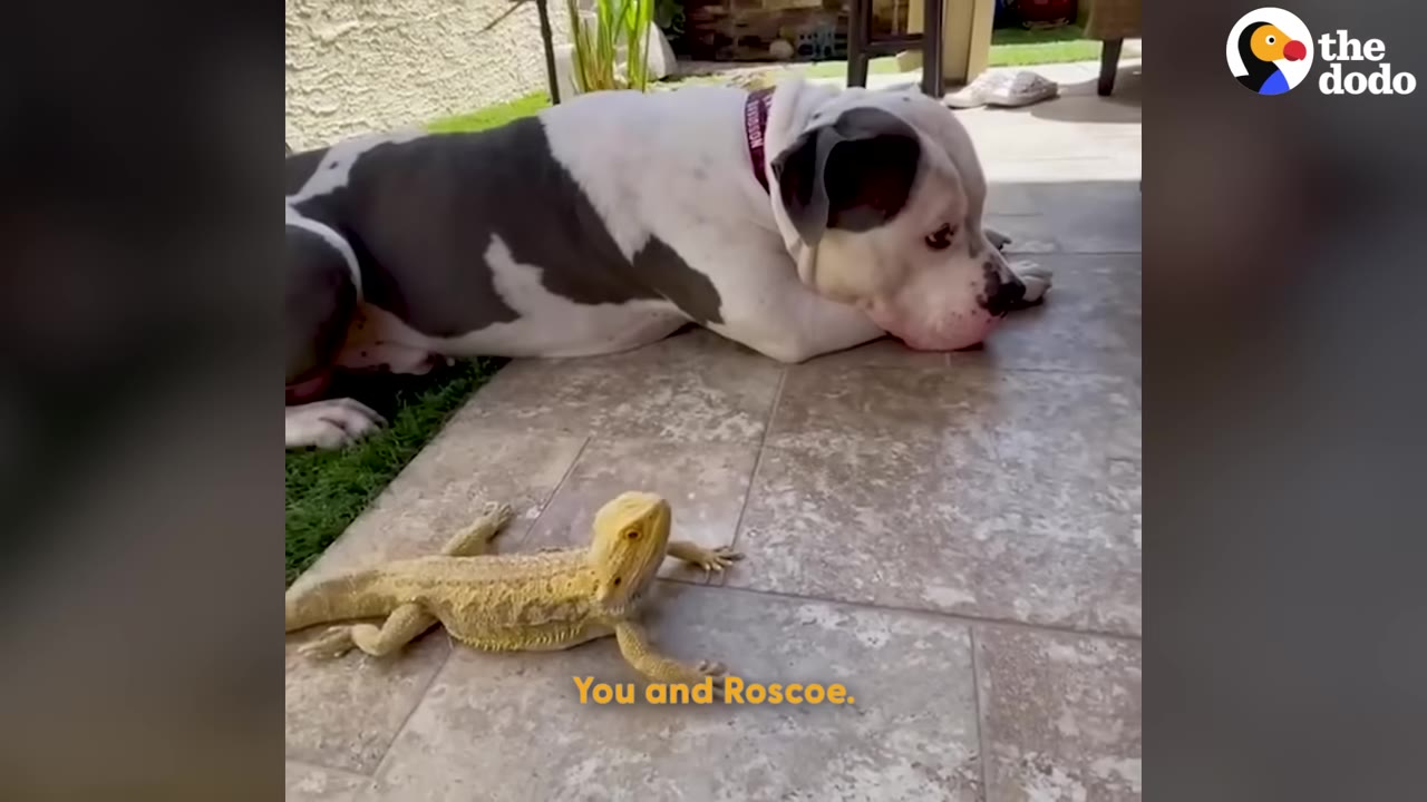 A large grey and white dog lies down on a tiled patio, looking gently at a bearded dragon resting nearby on the tiles.