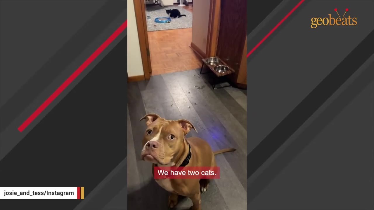 A brown and white dog sitting politely on a wooden floor inside an apartment, looking up with wide eyes.
