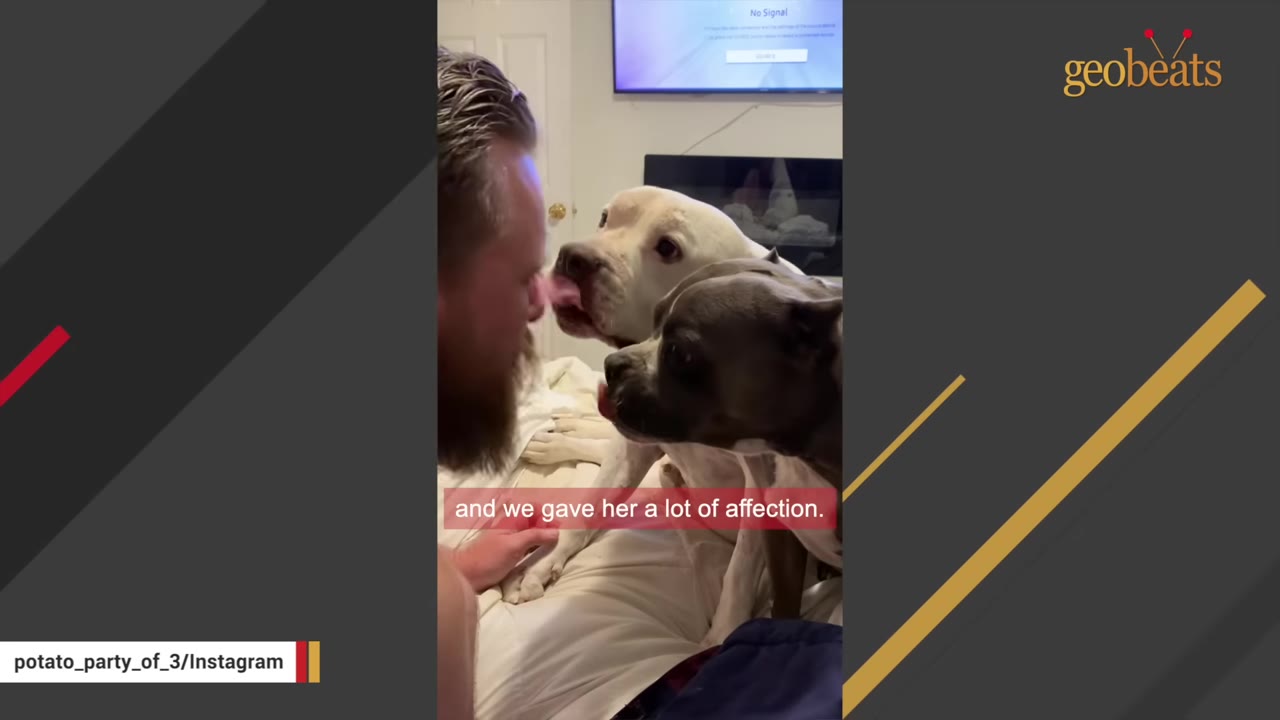 A man with a beard receives affectionate licks on his face from two dogs, one white and one grey and white, while sitting indoors.