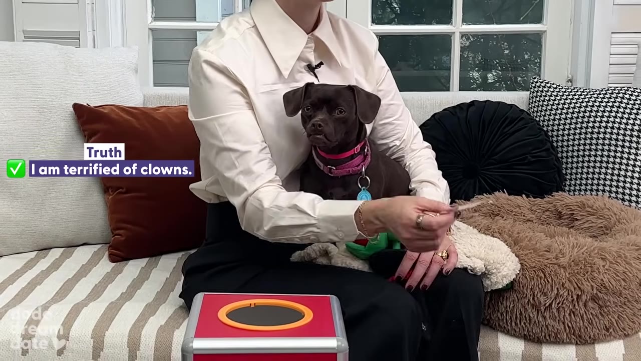 A small brown dog with a pink collar sits on a person's lap on a couch, next to a graphic that reads 'Truth: I am terrified of clowns.'