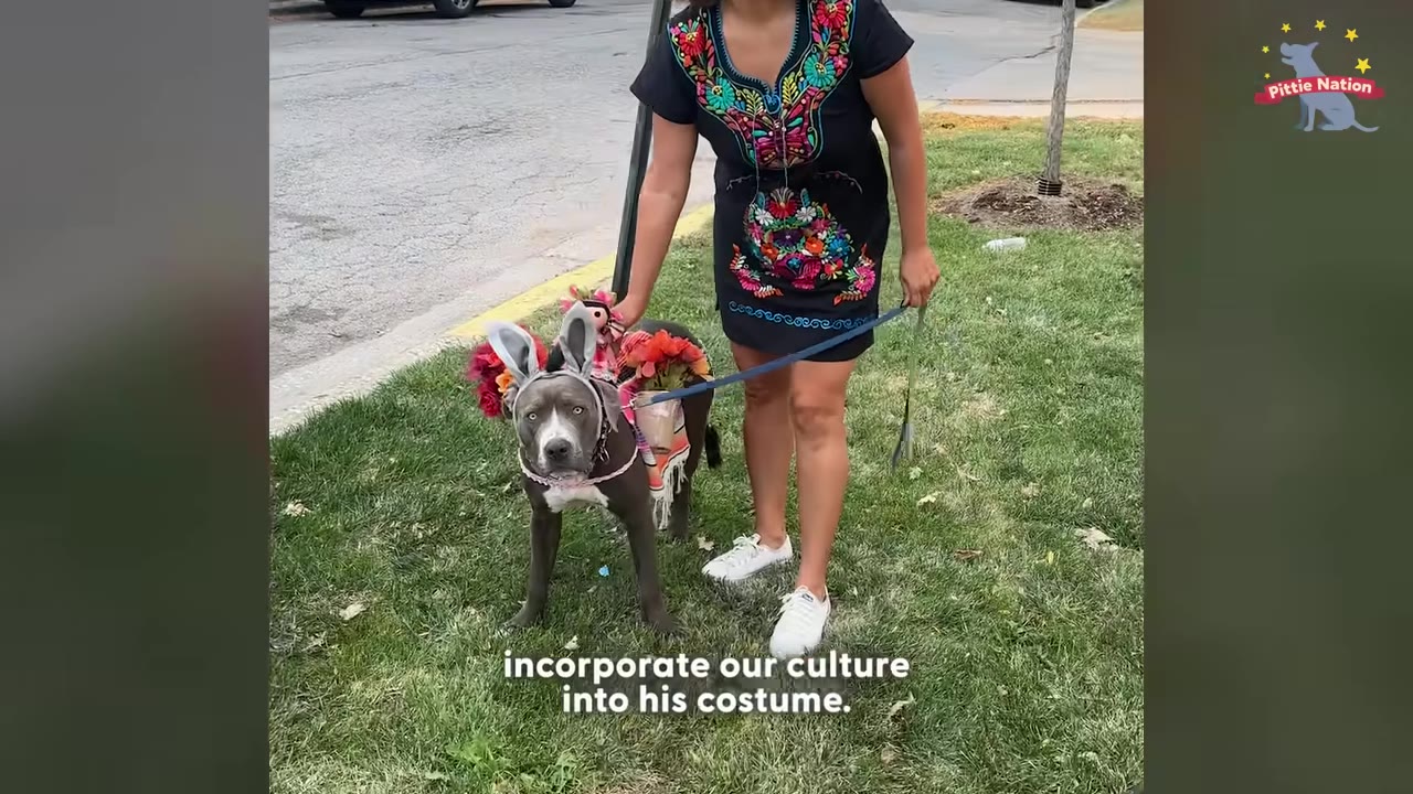 A gray pit bull wearing donkey ears and a colorful serape blanket with flowers stands on a grassy lawn next to a woman wearing a black embroidered dress.