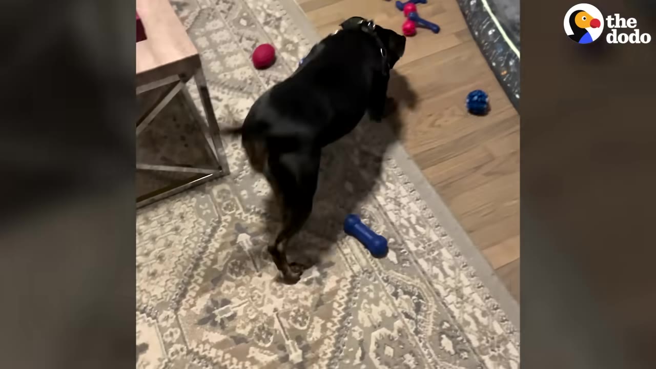 A black dog stands on a patterned rug surrounded by several colorful dog toys, including a blue bone and a red ball.