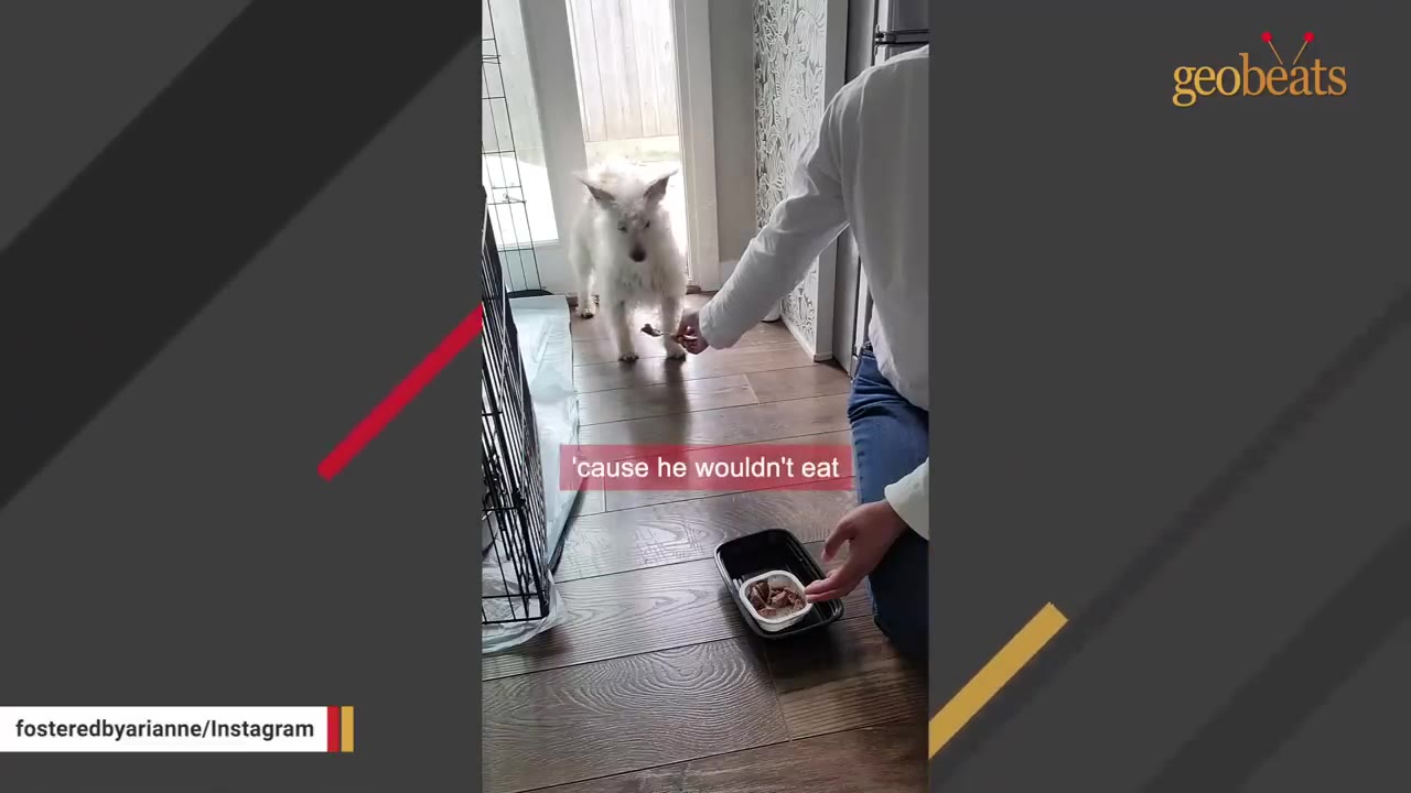 A person kneeling on a wooden floor holds out a fork with food toward a hesitant white dog standing near a doorway.