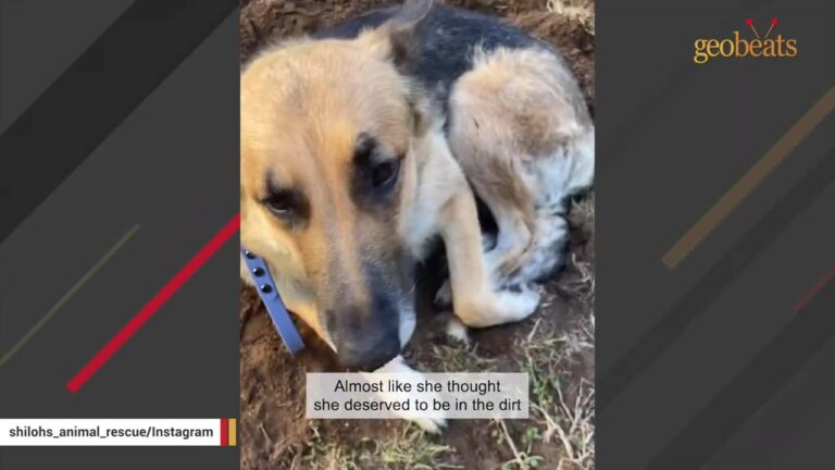 Mother Dog Abandoned With Four Puppies In A California Orchard Curled Up In A Hole In The Dirt