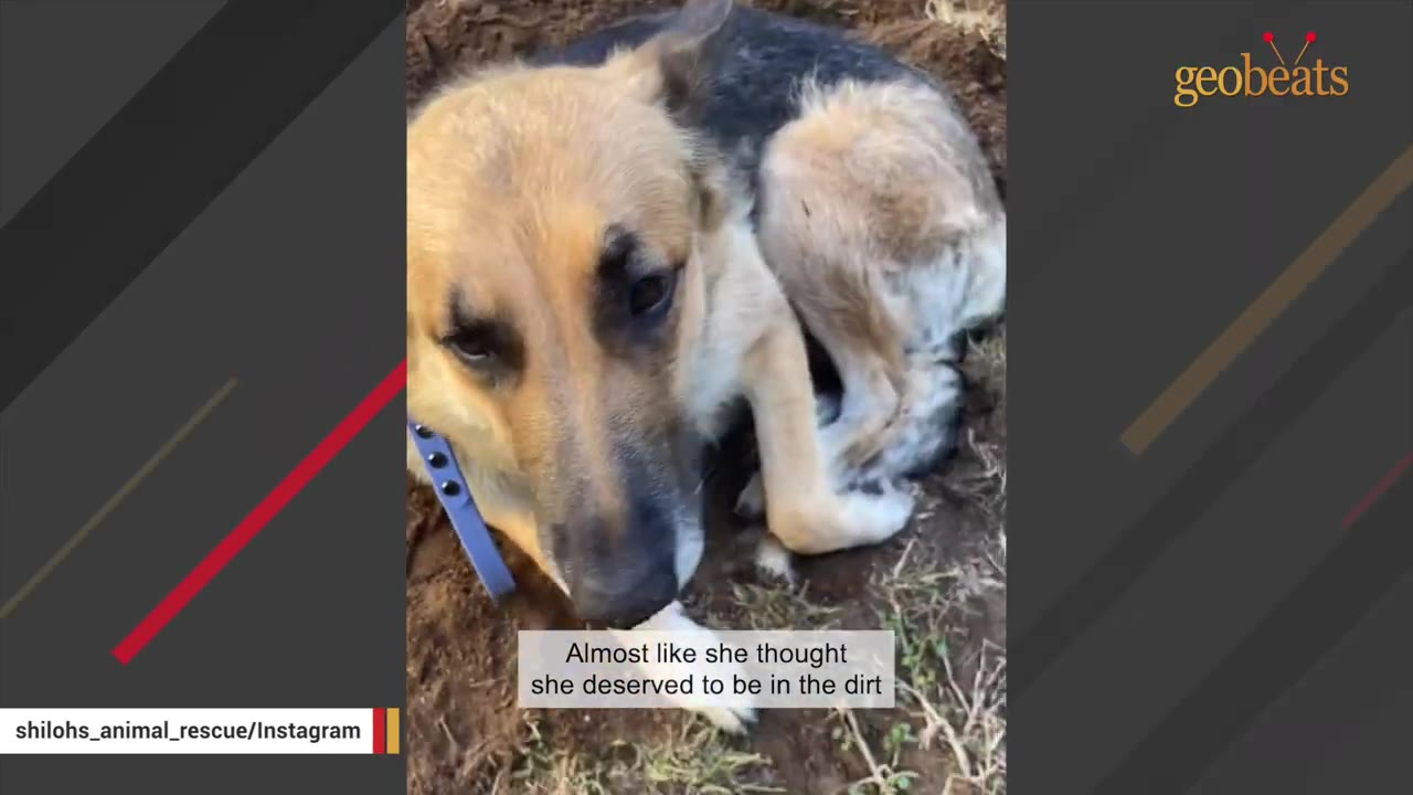 A close-up of a German Shepherd-mix dog lying in the dirt, looking up with expressive, sad eyes.