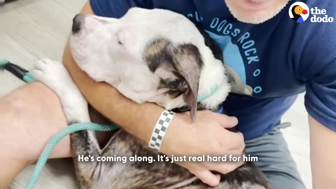 A white and brindle dog rests his head trustingly on a person's arm while being held close.