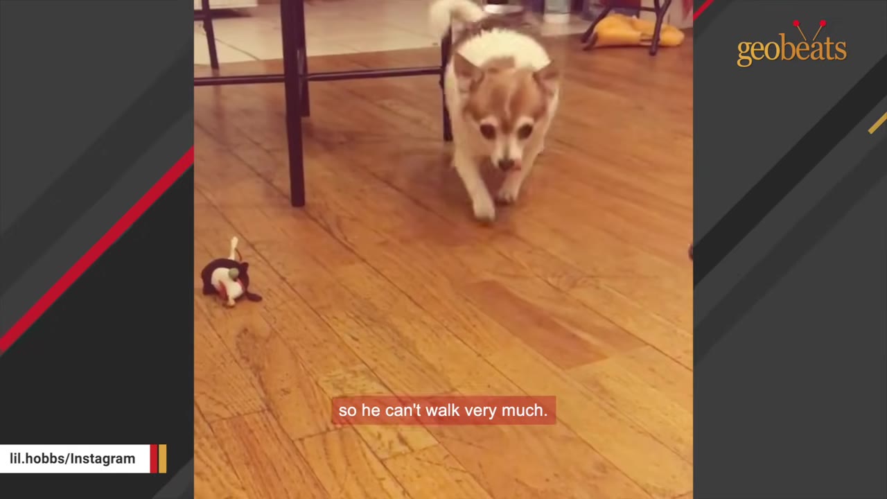 A small tan and white Chihuahua walks slowly across a wooden floor.