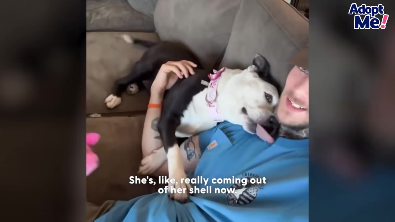 A black and white dog cuddles on a couch with a man in a blue shirt, licking his chin affectionately.