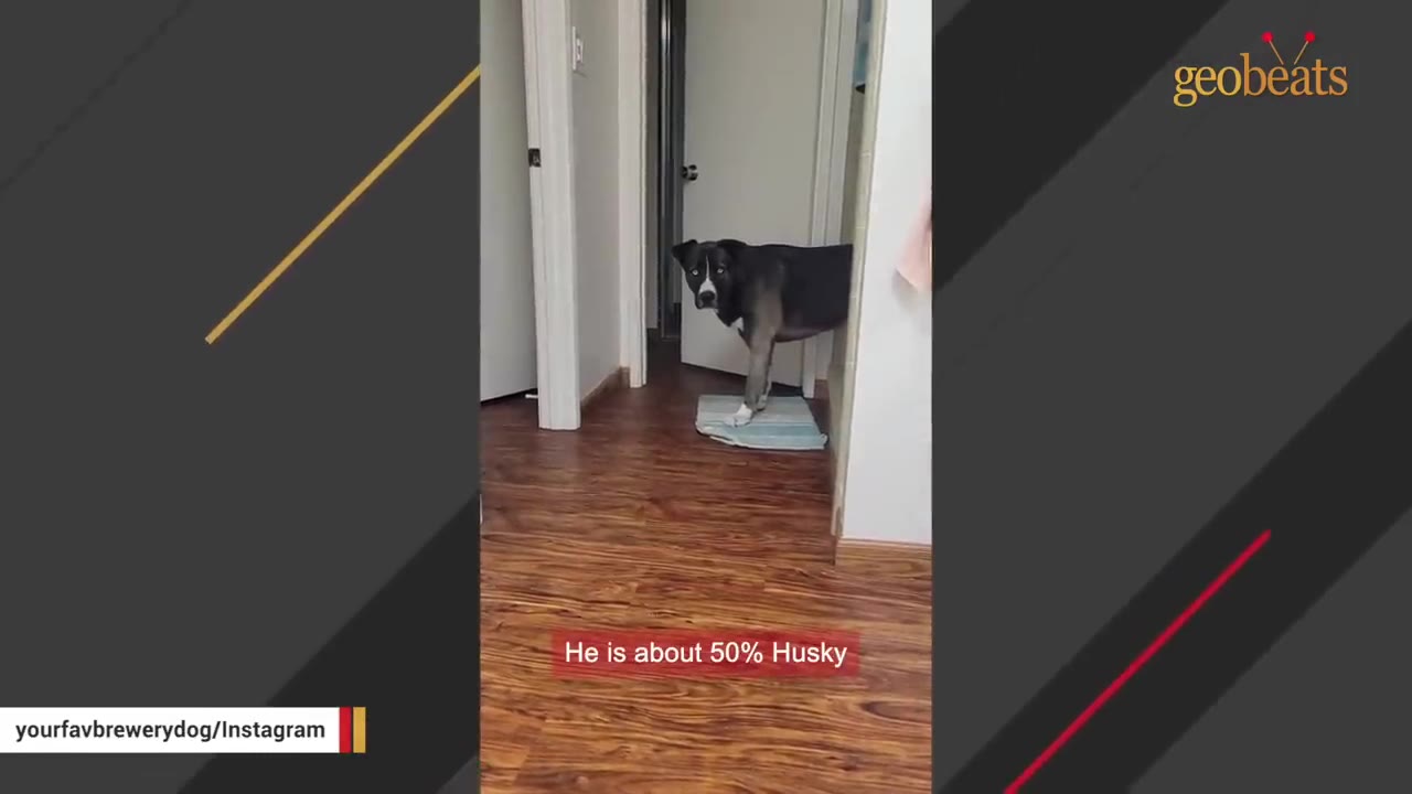 A black and white dog with blue eyes standing in a doorway looking down a hallway.