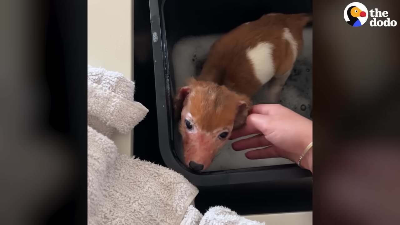 A small brown and white puppy stands in a tub of soapy water while a person's hand gently strokes under its chin.