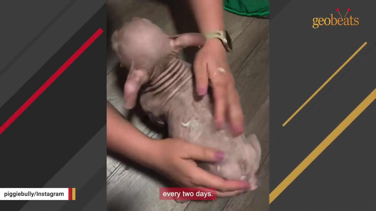 A person's hands applying a white cream or lotion onto the back of a small, hairless puppy.
