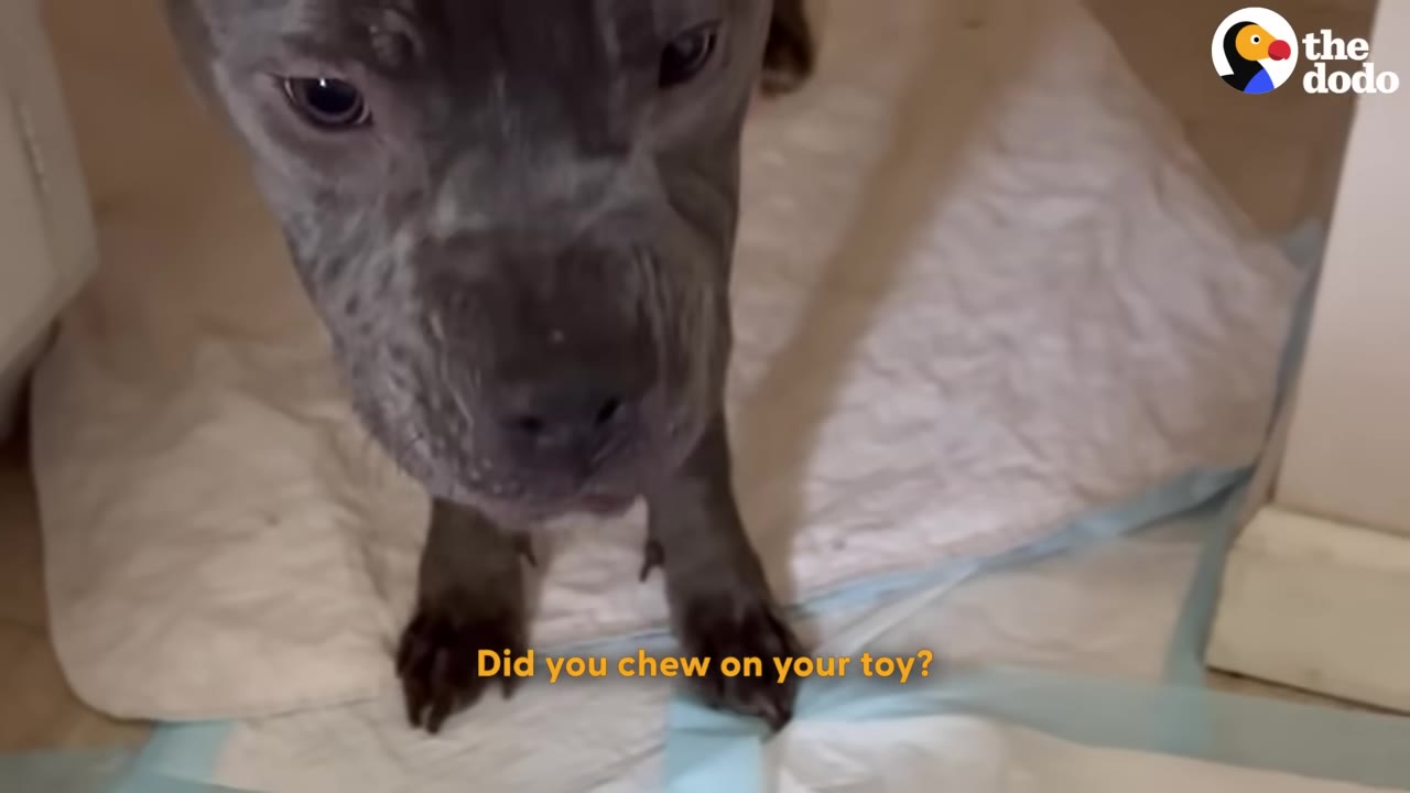 A close-up shot of a grey pit bull standing on its front legs on a white training pad.