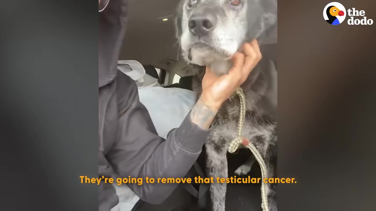 A person gently holds the chin of a gray and black dog inside a car, with text on screen reading 'They're going to remove that testicular cancer.'