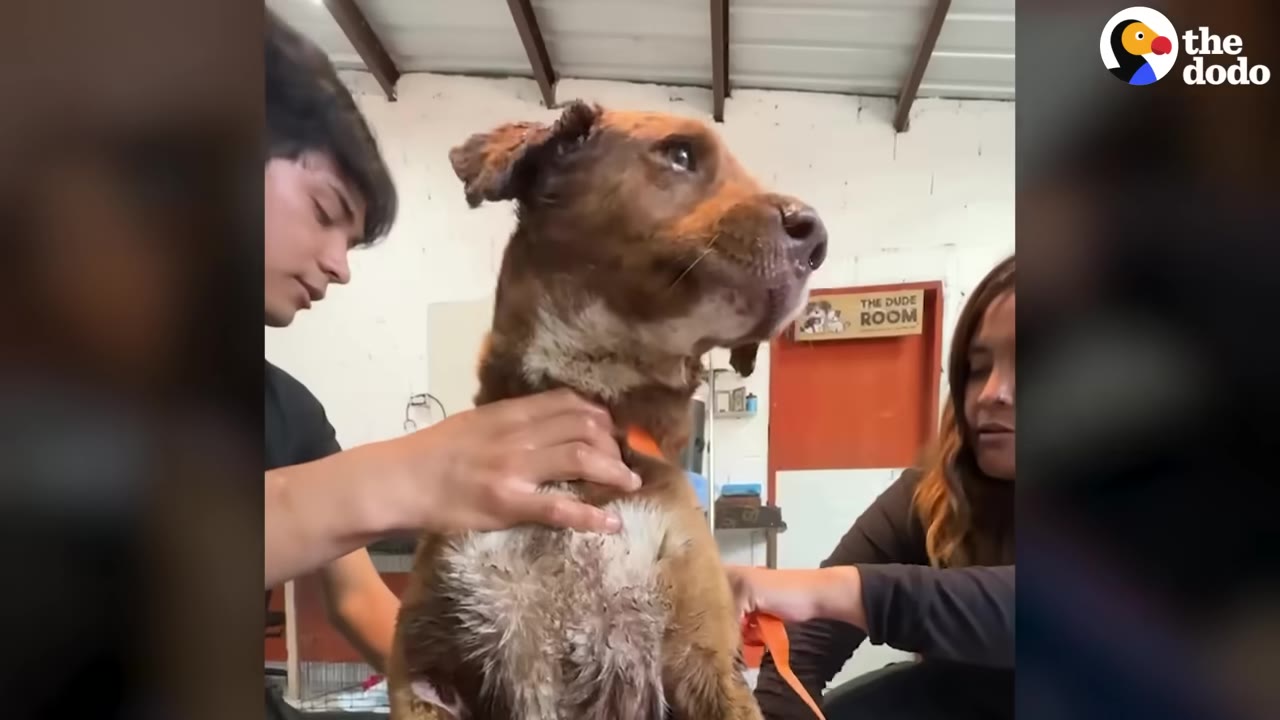 A brown dog with white chest fur looks up calmly as a young man gently holds his neck and a woman holds his orange leash.
