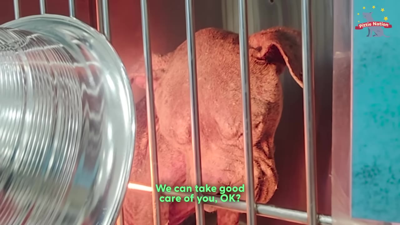 A brown dog with skin issues looks down inside a metal veterinary cage, illuminated by a warm light.