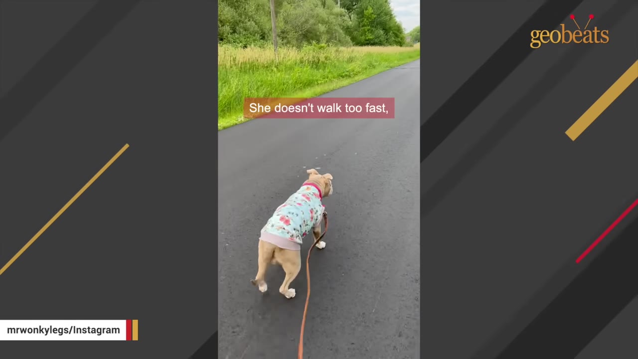 A light brown dog wearing a floral shirt walks slowly on a leash down an asphalt road.
