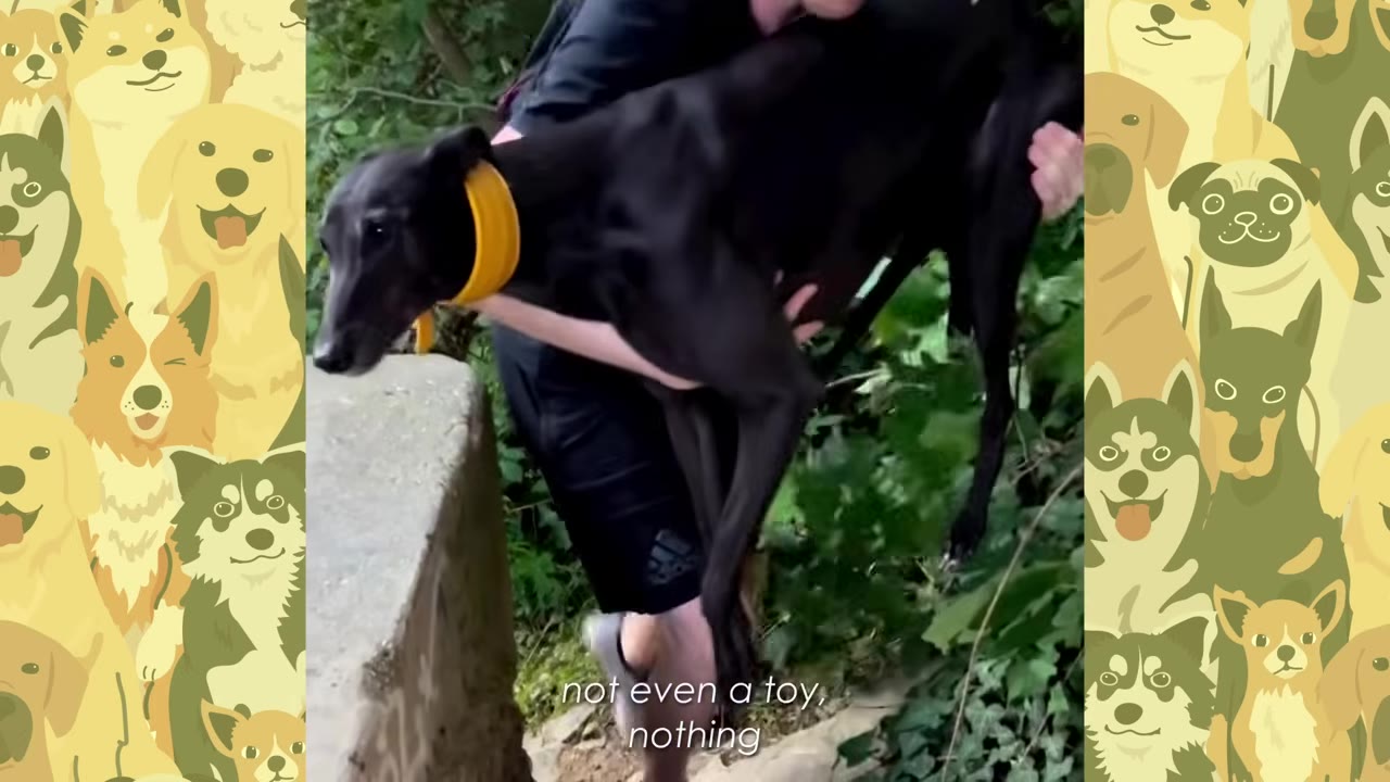 A black greyhound wearing a yellow collar is being carried by a person outdoors next to green foliage.